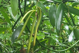 Zanzibar: Stone Town, kryddodling och Jozani Forest Tour