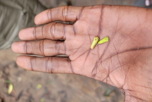 Zanzibar: Stone Town, kryddodling och Jozani Forest Tour