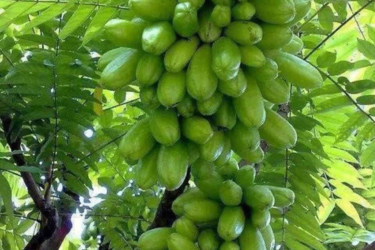 ストーンタウン、プリズン・アイランド、海亀、ザ・ロック・レストラン