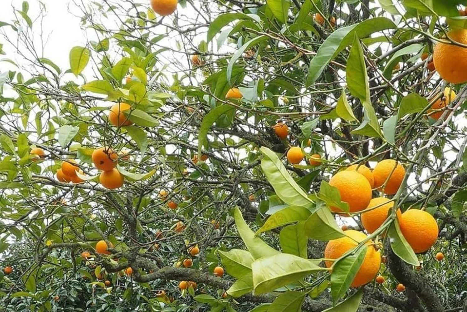 ZANZIBAR : visite de Stone Town, d'une ferme d'épices et du restaurant The Rock
