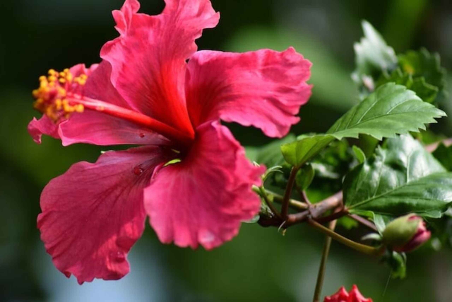 ZANZIBAR: Nurkowanie z rurką na wyspie Pungume i piaszczysta łacha + grill