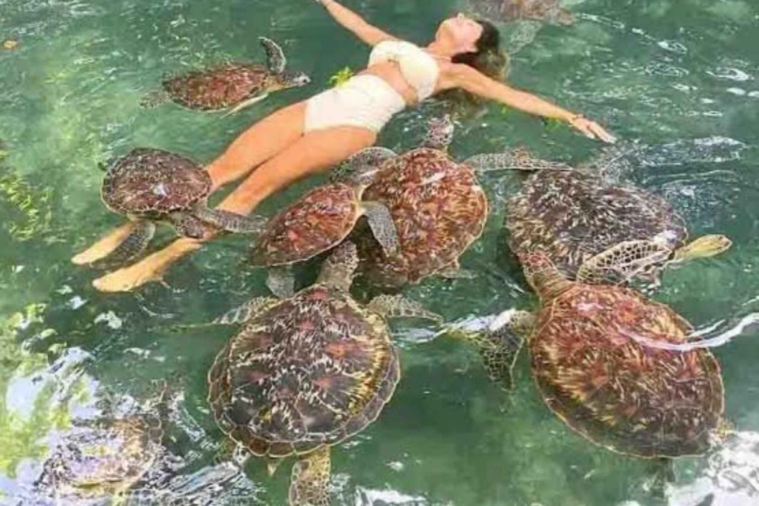 Zanzibar: Svøm, snorkling og mat skilpadder på Baraka-akvarium