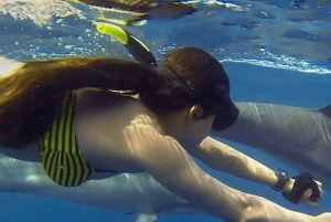 Zanzíbar: nada con delfines, bosque Jozani y Ciudad de Piedra