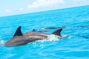 Zanzíbar: nada con delfines, bosque Jozani y Ciudad de Piedra