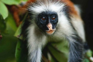 Zanzíbar: nada con delfines, bosque Jozani y Ciudad de Piedra