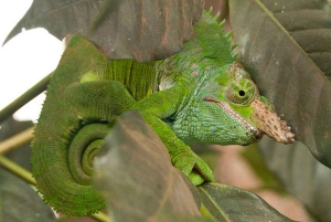 Zanzíbar: nada con delfines, bosque Jozani y Ciudad de Piedra