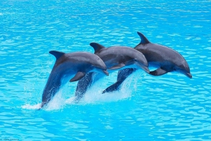 Sansibar: Schwimmen mit Delfinen + Schnorcheln am Mnemba-Korallenriff
