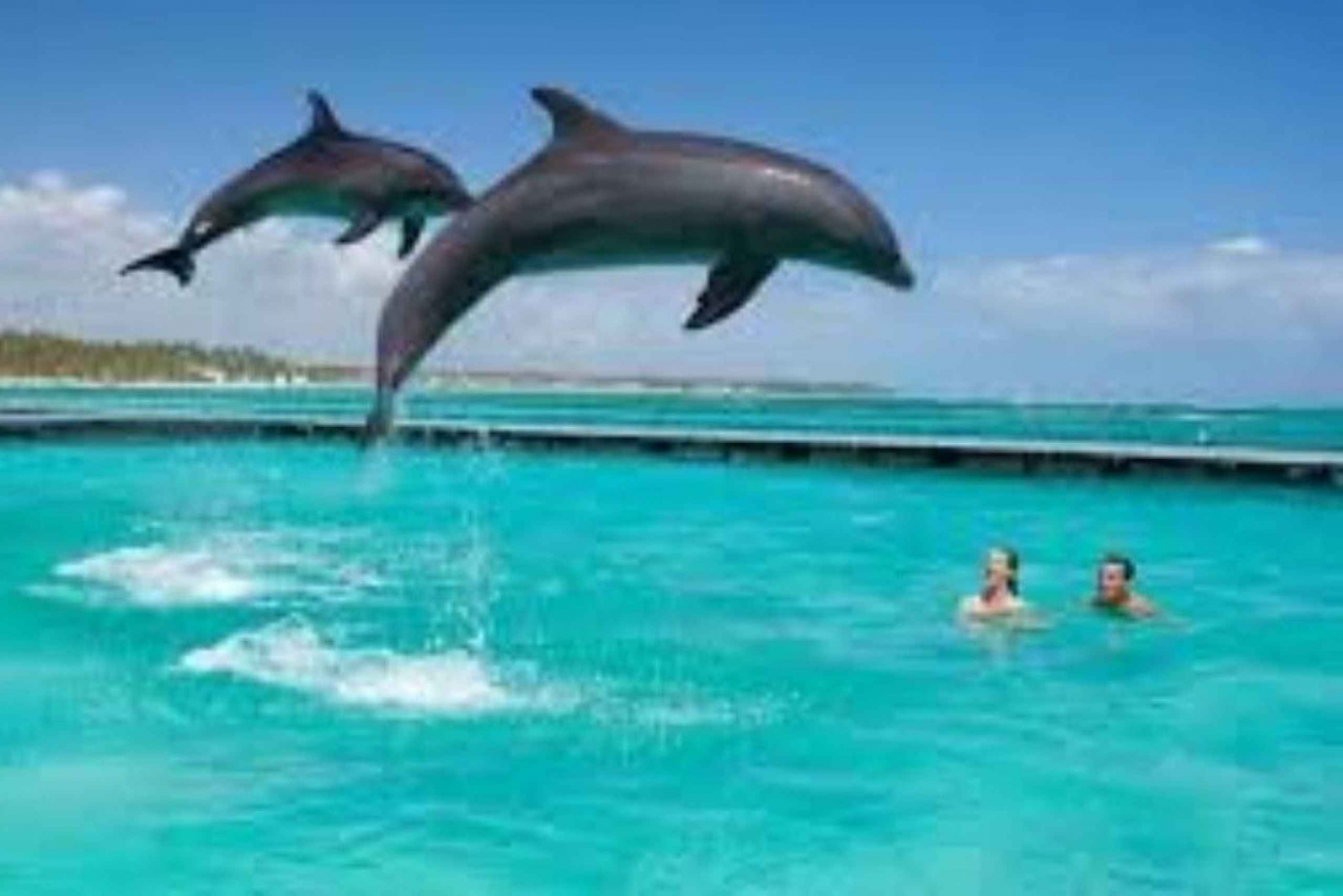 Zanzibar: Svøm med delfiner og skilpadder på akvariet