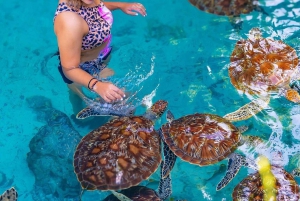 Zanzibar: Svøm med havskilpadder i Baraka eller Salaam-grotten