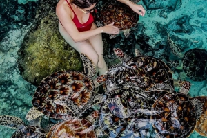 Zanzibar: Svøm med havskilpadder i Baraka eller Salaam-grotten