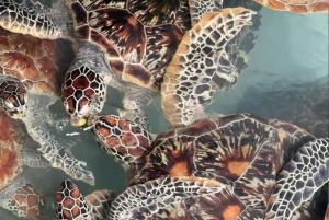 Zanzibar: Svøm med havskilpadder i Baraka eller Salaam-grotten