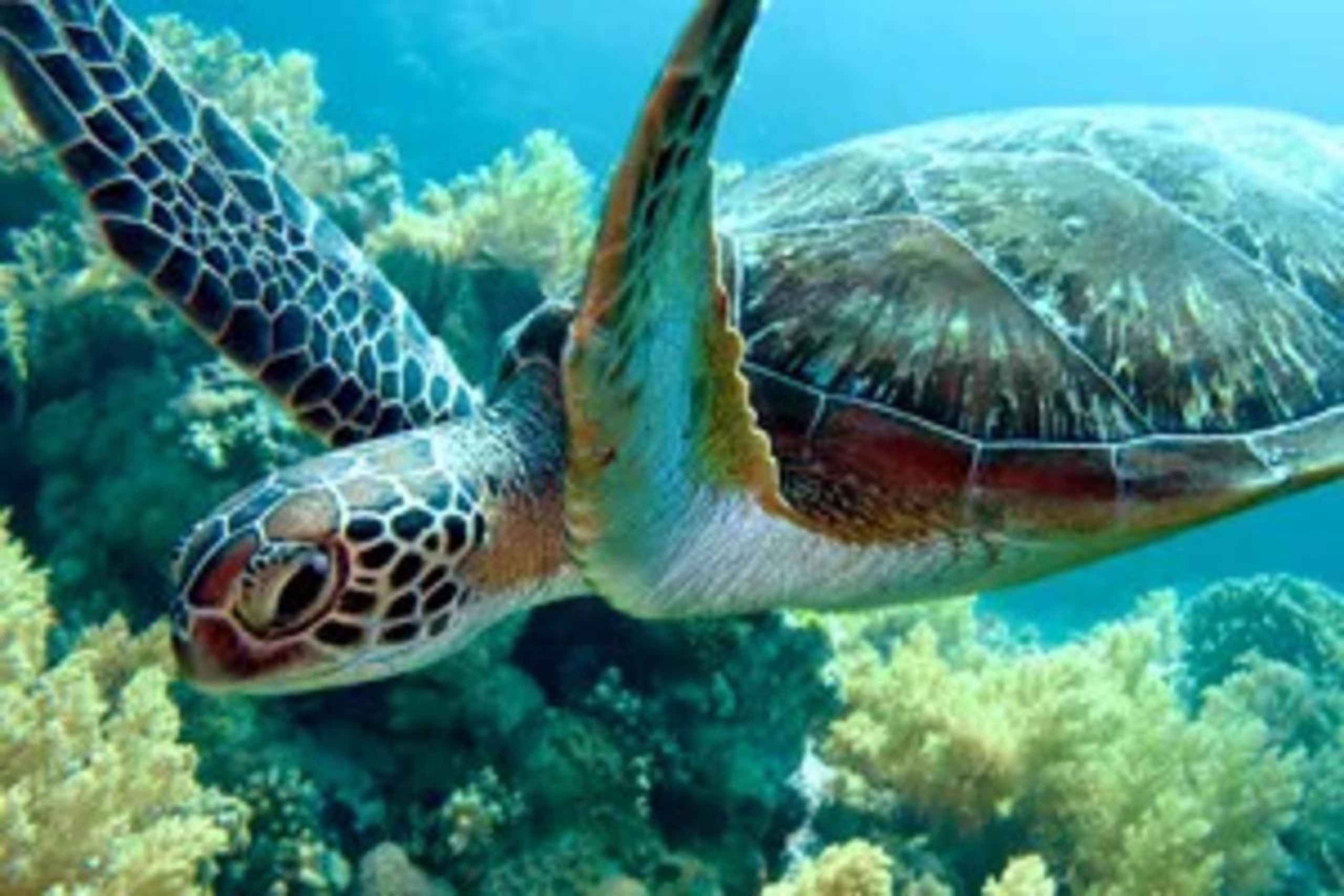 Sansibar: Schwimme mit Meeresschildkröten in der Nungwi-Lagune