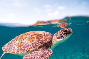 Sansibar: Schwimme mit Meeresschildkröten in der Nungwi-Lagune