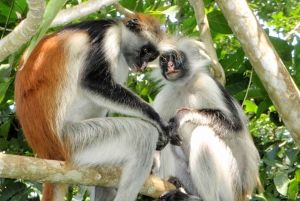 Zanzibar: nuota con le tartarughe, visita la foresta di Jozani e scopri la danza tradizionale