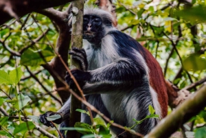 Zanzibar: nuota con le tartarughe, visita la foresta di Jozani e scopri la danza tradizionale