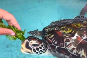 Zanzibar: nuota con le tartarughe, visita la foresta di Jozani e scopri la danza tradizionale