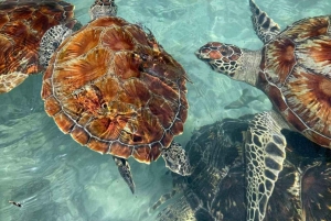 Zanzibar: nuota con le tartarughe, visita la foresta di Jozani e scopri la danza tradizionale