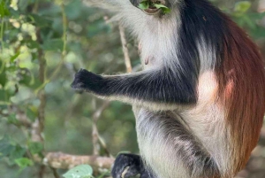 Zanzibar: nuota con le tartarughe, visita la foresta di Jozani e scopri la danza tradizionale