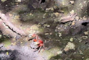 Zanzibar: nuota con le tartarughe, visita la foresta di Jozani e scopri la danza tradizionale