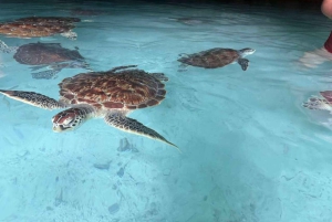 Zanzibar: nuota con le tartarughe, visita la foresta di Jozani e scopri la danza tradizionale