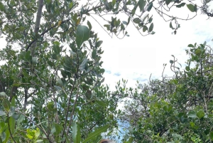 Zanzibar: nuota con le tartarughe, visita la foresta di Jozani e scopri la danza tradizionale