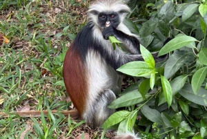 Zanzibar: nuota con le tartarughe, visita la foresta di Jozani e scopri la danza tradizionale