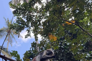 Zanzibar: nuota con le tartarughe, visita la foresta di Jozani e scopri la danza tradizionale