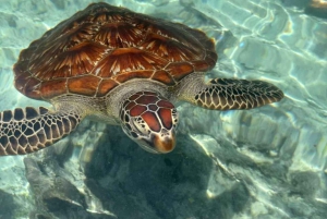 Zanzibar: nuota con le tartarughe, visita la foresta di Jozani e scopri la danza tradizionale