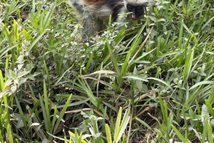 Zanzibar: nuota con le tartarughe, visita la foresta di Jozani e scopri la danza tradizionale