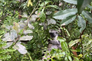 Zanzibar: nuota con le tartarughe, visita la foresta di Jozani e scopri la danza tradizionale