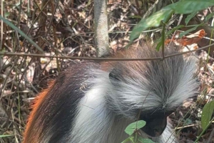 Zanzibar: nuota con le tartarughe, visita la foresta di Jozani e scopri la danza tradizionale