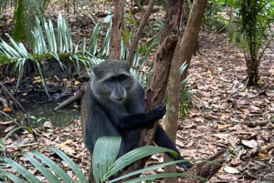 Zanzibar: nuota con le tartarughe, visita la foresta di Jozani e scopri la danza tradizionale