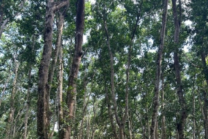 Zanzibar: nuota con le tartarughe, visita la foresta di Jozani e scopri la danza tradizionale