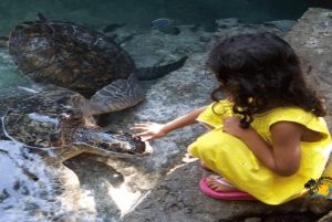 Sansibar: Schwimm mit Schildkröten im Baraka Aquarium und Zoo Park