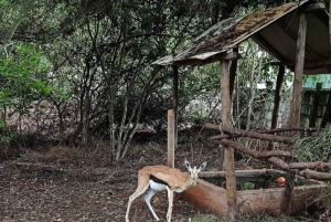 Sansibar: Schwimm mit Schildkröten im Baraka Aquarium und Zoo Park