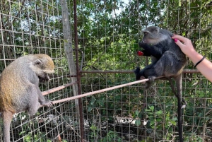 Sansibar: Schwimm mit Schildkröten im Baraka Aquarium und Zoo Park