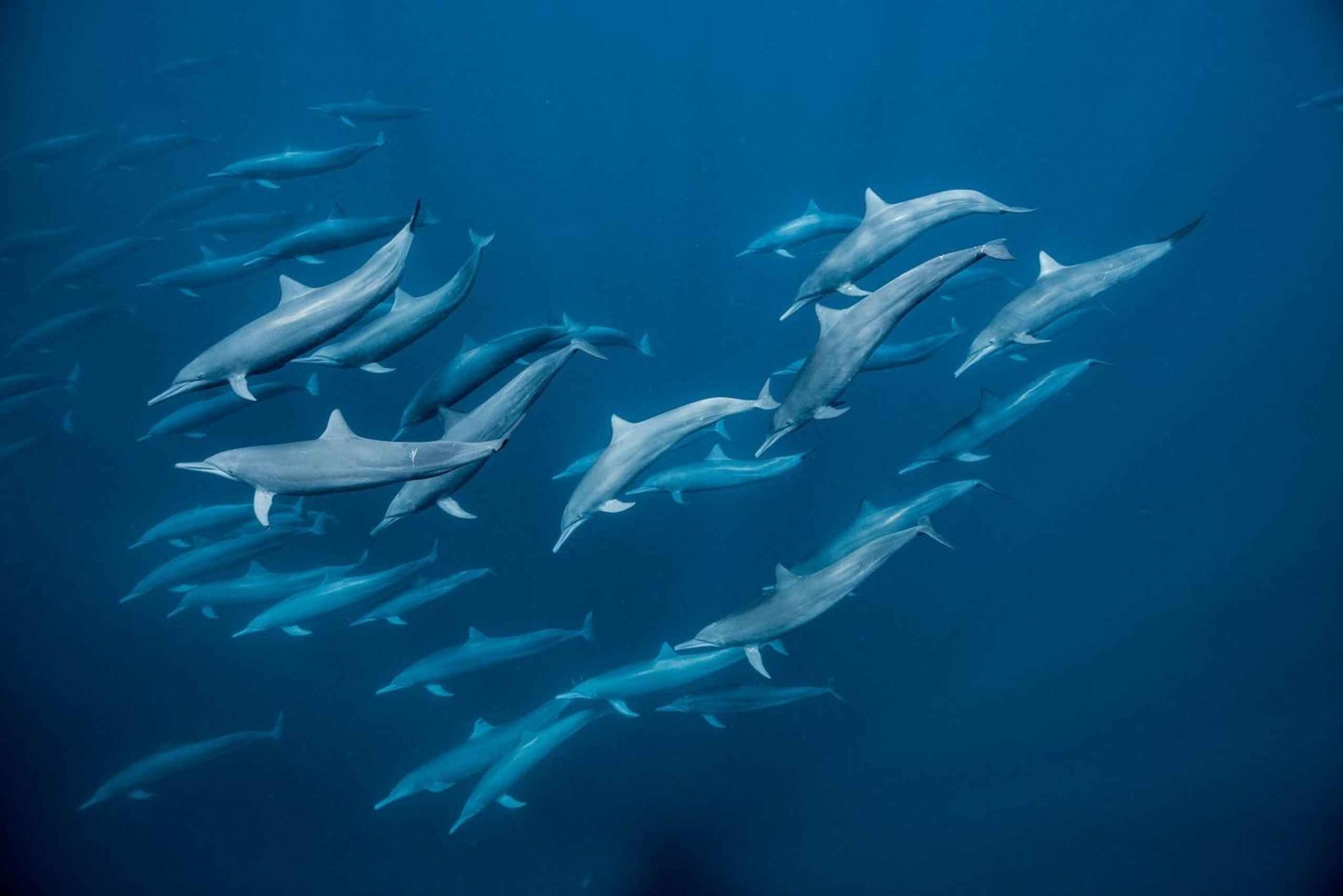 Zanzibar Zwemmen met dolfijnen en snorkelen