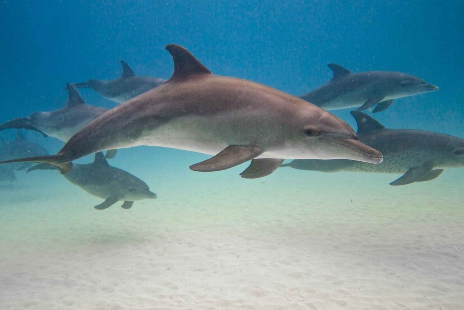 zanzibar swimming with sea turles and dolphins in kizimkazi