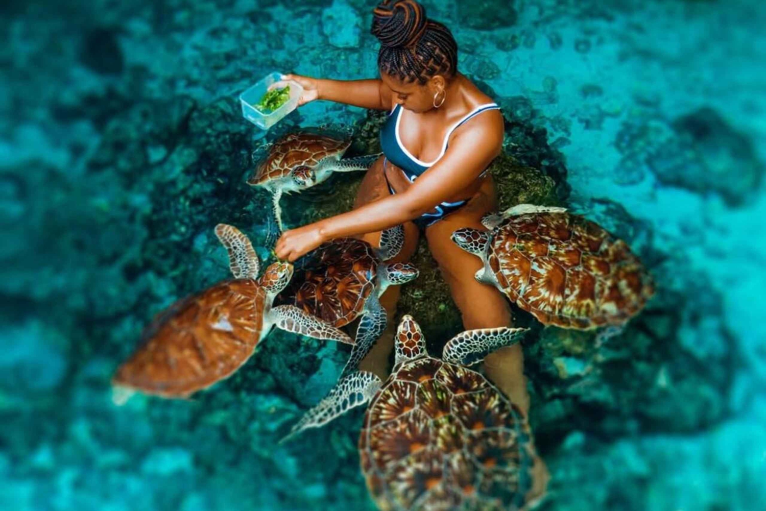 Zanzibar : baignade avec les tortues de mer à l'aquarium Baraka, Nungwi