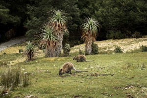 Cradle Mountain National Park by Coach from Launceston
