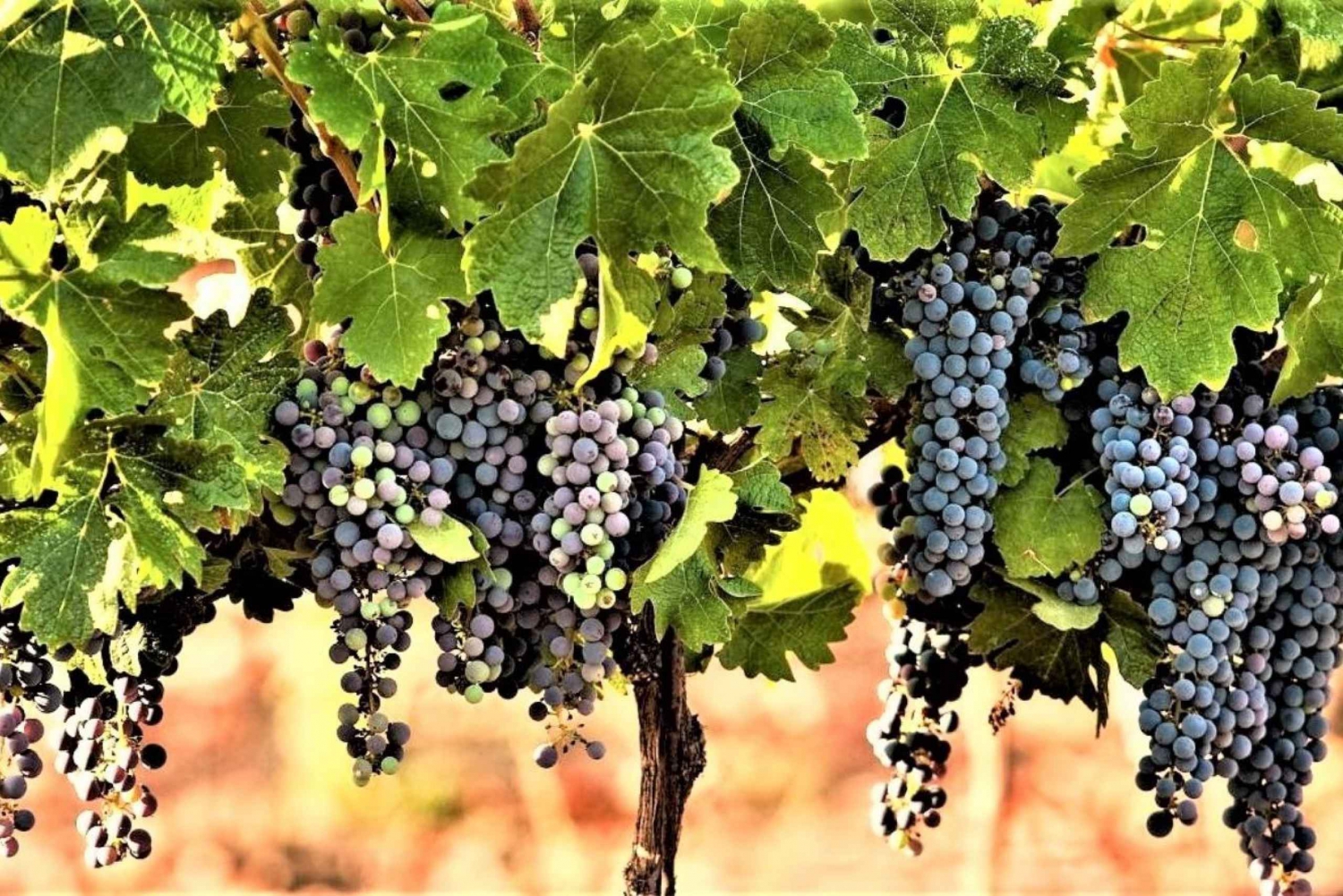 Circuit viticole dans le nord d'Israël au départ de Tel Aviv