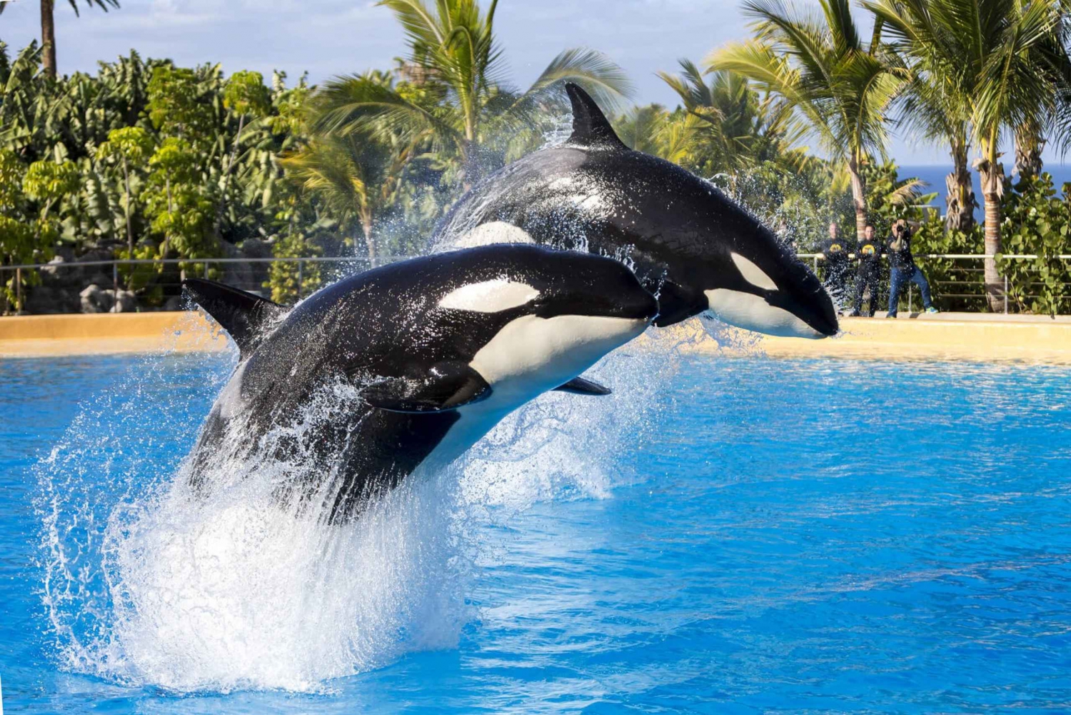 From Gran Canaria: Day Trip to Loro Parque Tenerife