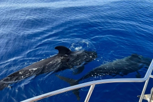 Fra Playa San Juan: Hvalsafari, Gigantes og Mascabukta