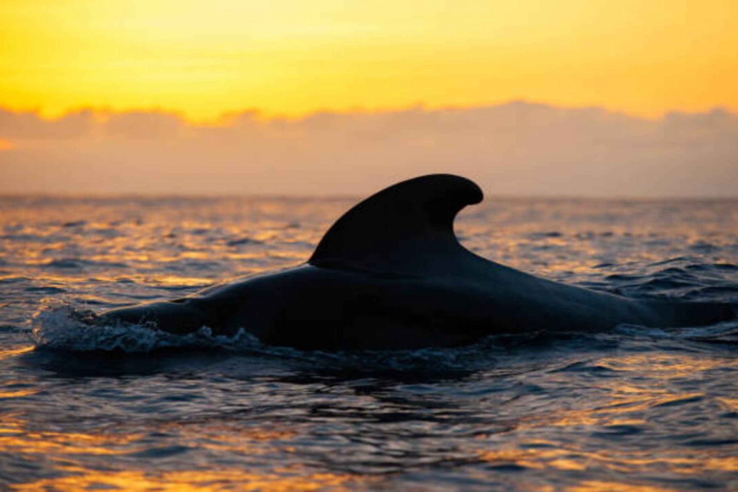 Los Cristianos: Eco Yacht Whale Watching Tour at Sunset