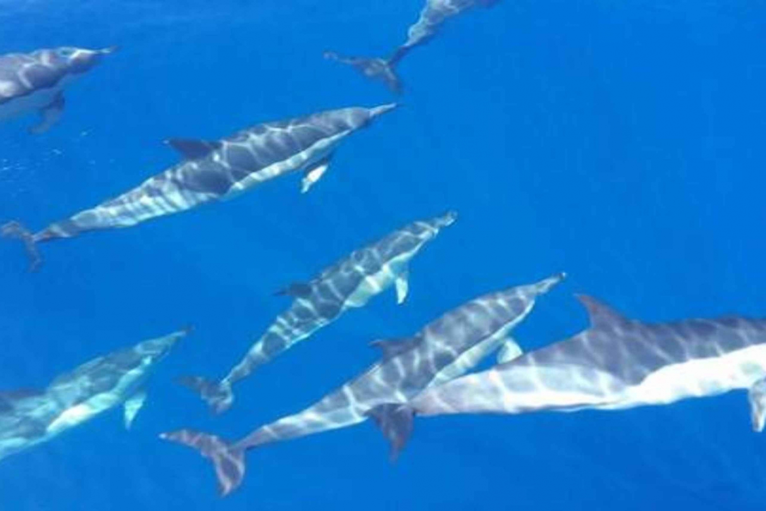 Whale and Dolphin Watching Sailing Tour – Los Gigantes (3H)