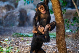 Tenerife: Ingresso para o Loro Parque