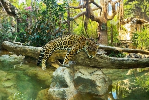 Tenerife: Ingresso para o Loro Parque