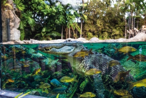Tenerife: Ingresso para o Loro Parque