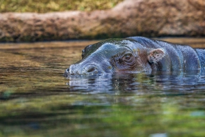 Tenerife: Ingresso para o Loro Parque