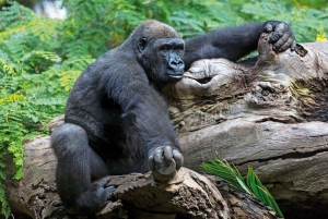 Tenerife: Ingresso para o Loro Parque